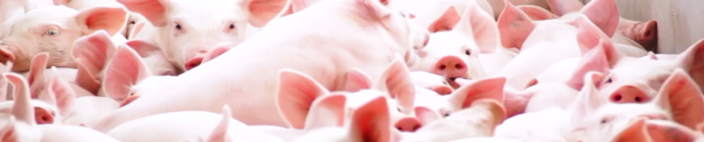 山东AG集团科技股份有限公司官方网站