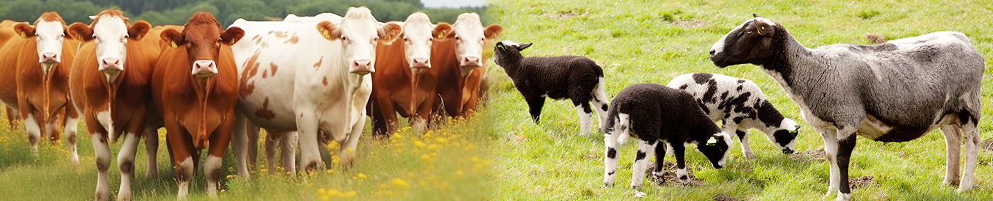 山东AG集团科技股份有限公司官方网站